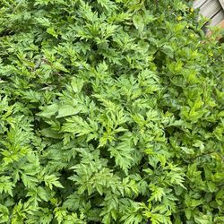 Rau Ngải cứu / Organic Artemisia vulgaris $5 For 15 Cutting Or 5$ For 5 Rooted🪴👍❤️