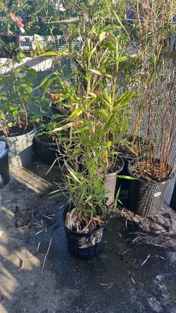 Bamboo