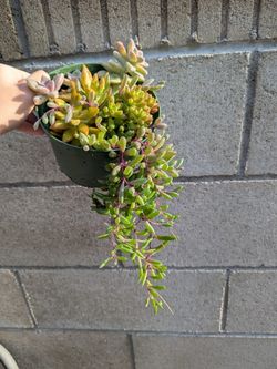 Succulents Arrangement