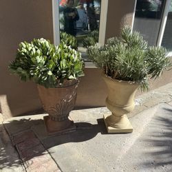 Huge mature succulent plants with planter, huge estate sale. Everything must go today.
