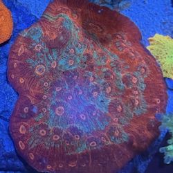 Blue/Red Chalice XL *Fake Coral Decoration*
