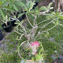 Large Desert Rose Bonsai Tree for Sale in Pembroke Pines, FL - OfferUp