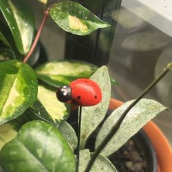 Ladybug stick for plants