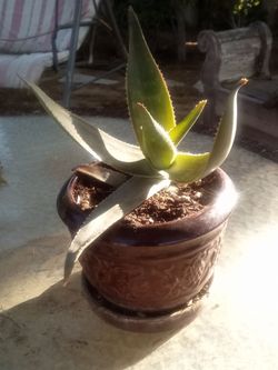 Aloe Vera Plant 🌿 Fast Growing • Easy Care • Indoor/Outdoor
Planta Aloe Vera 🌿 Crecimiento Rápido
