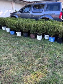 Wintergreen Boxwood Shrub