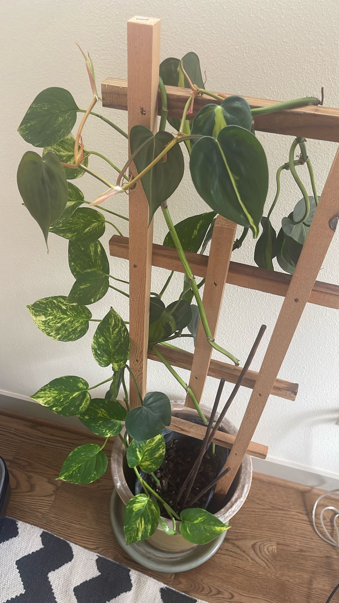 Healthy Vine Plant with Ceramic Pot Trellis 4.5 ft. Tall