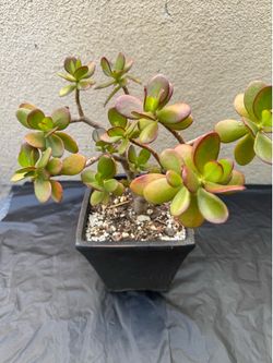 Jade Plant