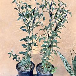 Black Spicy Peppers Plants🌶️🪴/ Matas De chiles Negros picosos 🌶️🪴$10.00 each