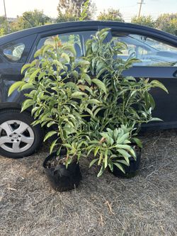 GEM Avocado tree, 5 Gallon, 4’ Tall