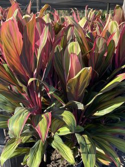 Exotic plants available for installation and delivery directly to your home