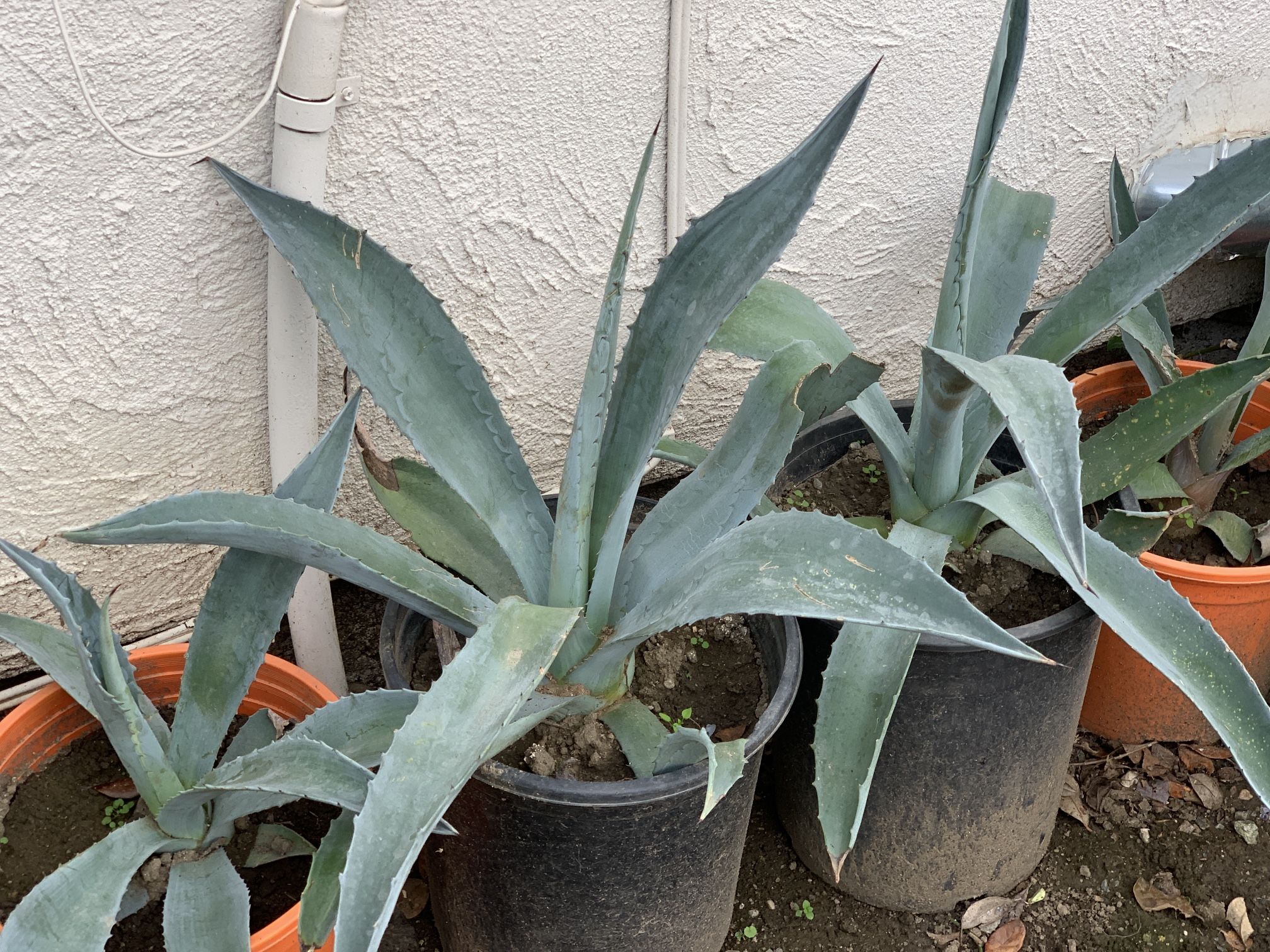 $10 Each Beautiful Potted Agave Succulent Live Plants 