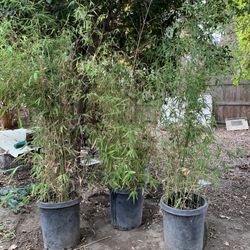 Golden Bamboo    From $50- $ 25