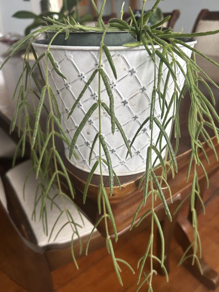 $5 Each Node Of Linearis Hoyas