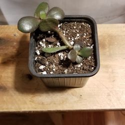 Jade Crassula Sprouts / Baby Plants
