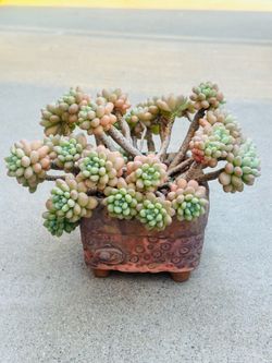 Succulents plants 🪴（Echeveria 'Rococo'）