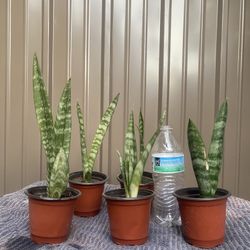 Snake Plants Lengua De Suegra