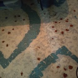 Free Twin Bed With Foldable Metal Frame & Large Carpet (8x10)