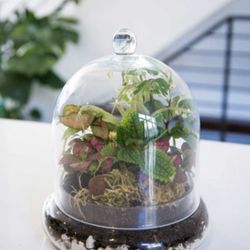 Glass Cloche Terrarium Large 11.5 x 9.5 (Glass Only Shown In Photo 2)