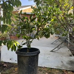 Sumo Mandarin Fruit Tree