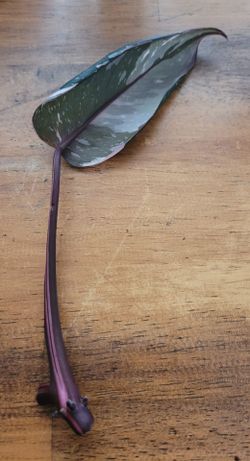 Philodendron red Anderson cuttings
