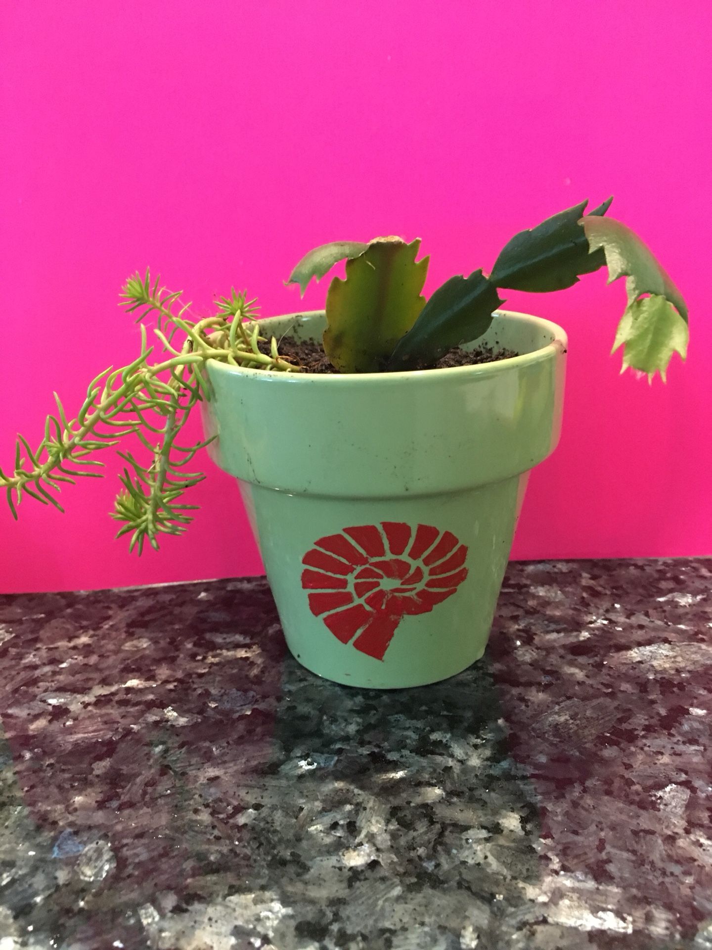 Christmas cactus and succulents