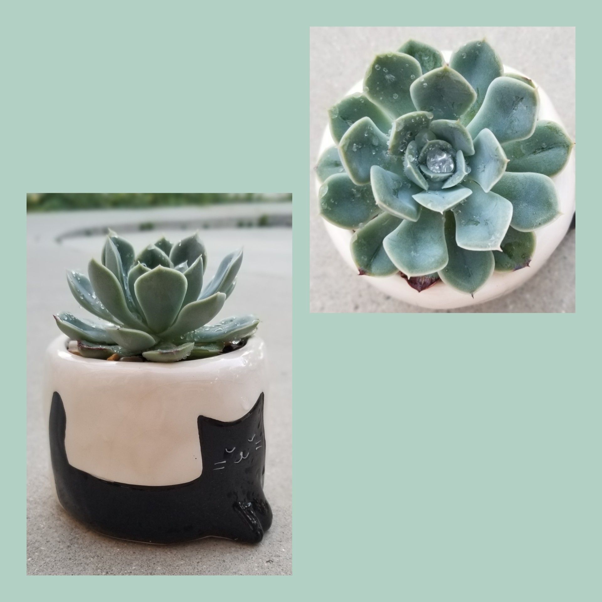 Succulent in cat pot