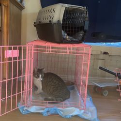 Cat Cage 