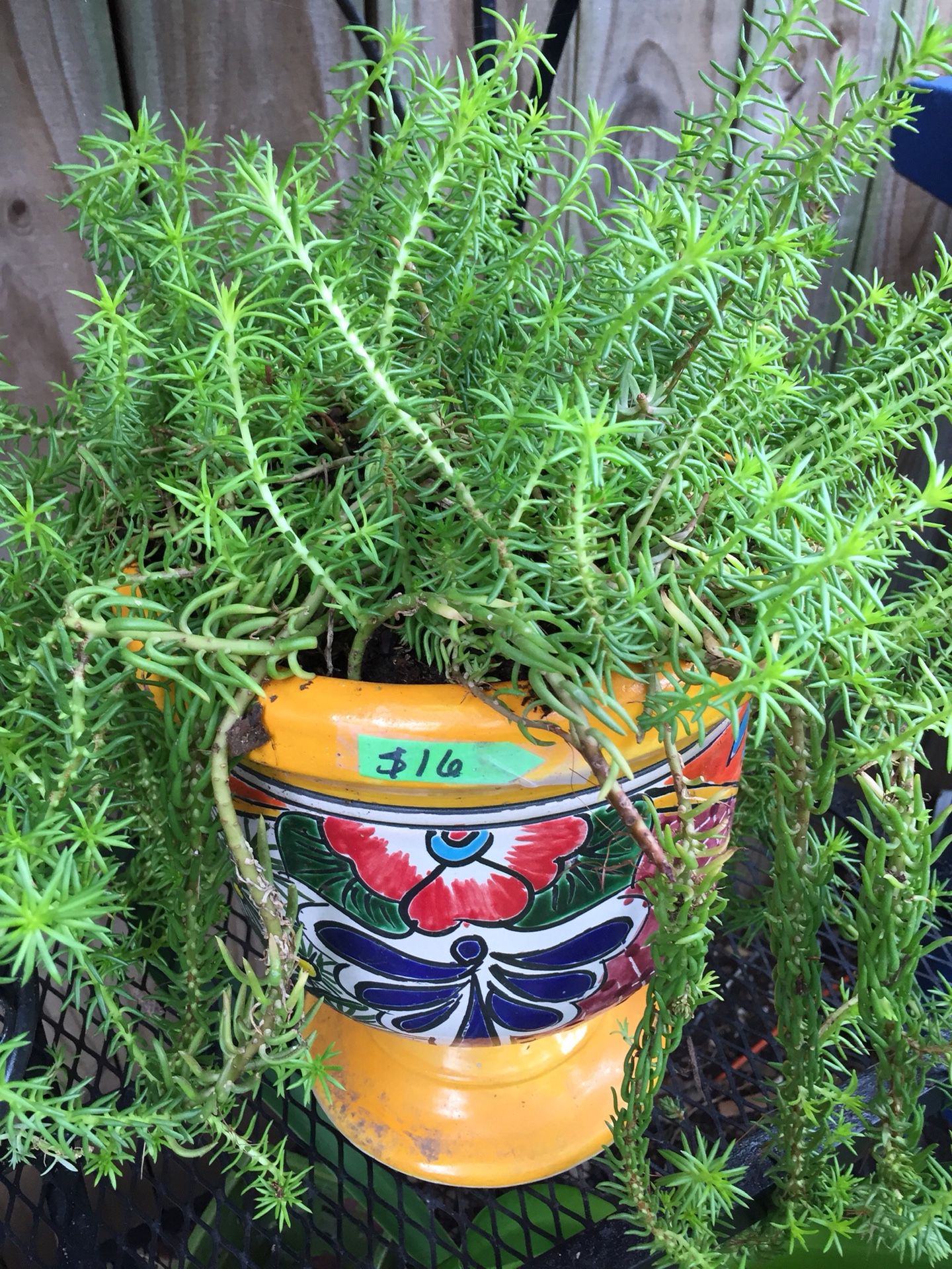 Succulent, decorative pot