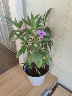 MEXICAN PETUNIA EXTERIOR PLANT / $10 / NELLIS BLVD & CHEYENNE AVE
