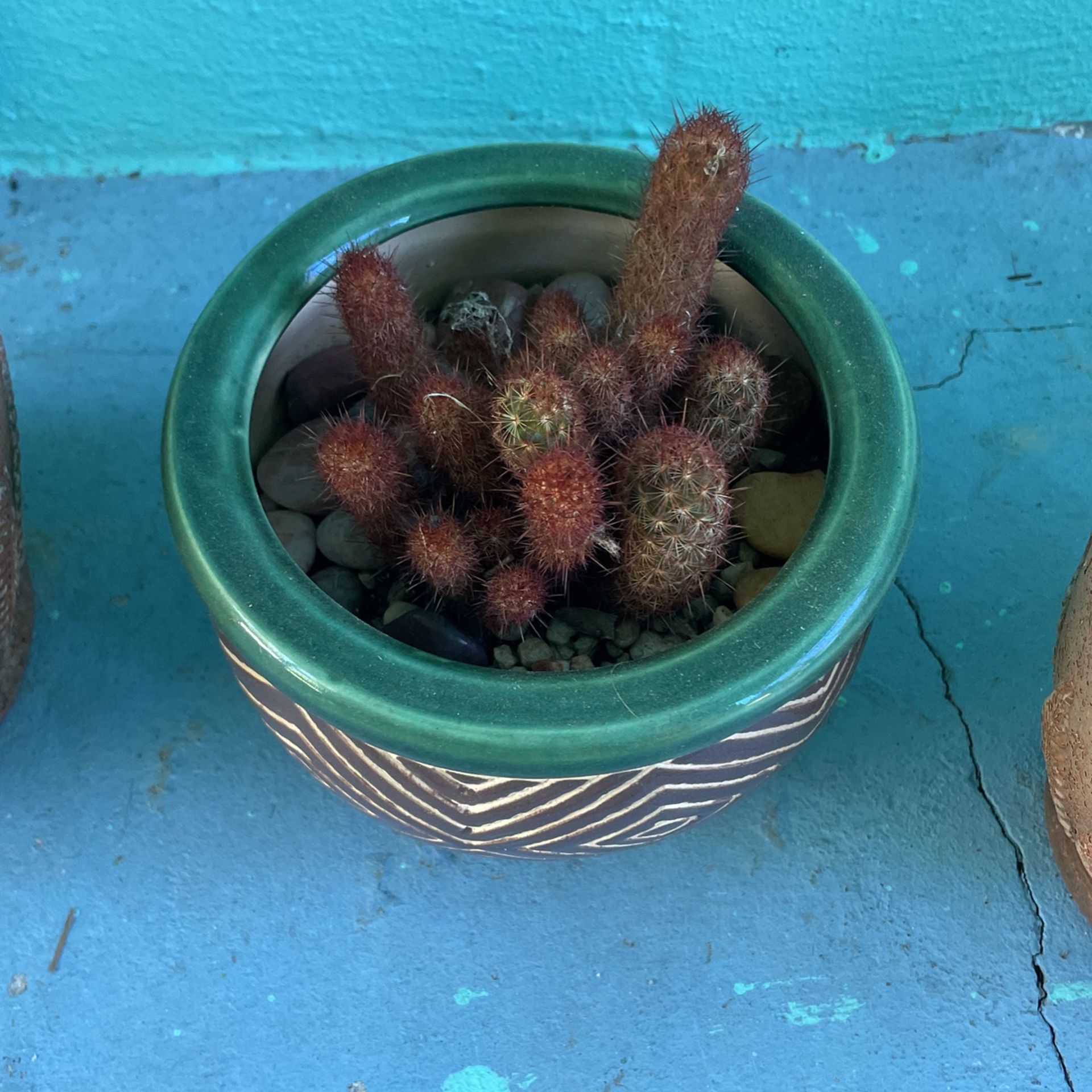 Cactus 