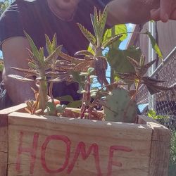 Home Plants Homemade Handmade Wooden Pot 