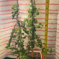 Portulacaria Afra (live succulent plant) *Also known as the plant that attracts prosperity 