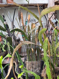 Epiphyllum Hookerie custom wire frame planter