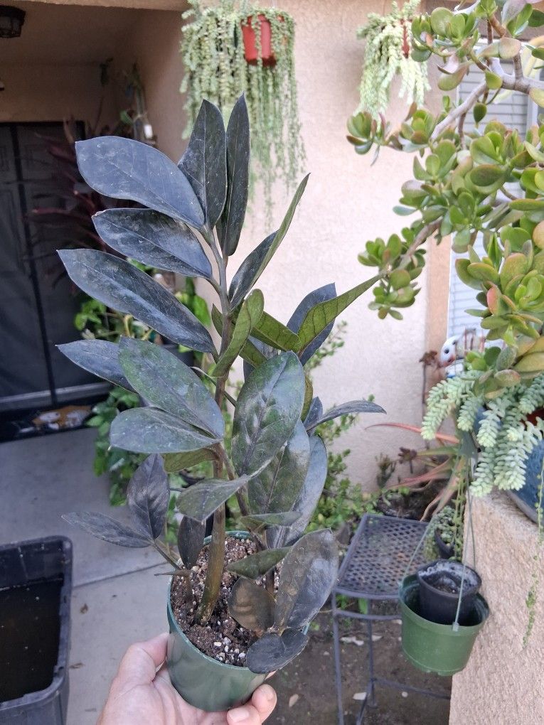 Raven "Black " Z Z. Plant $25