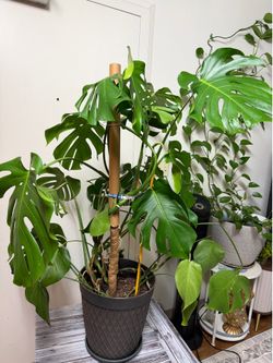 Monstera Deliciosa