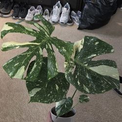 Monstera Thai Con