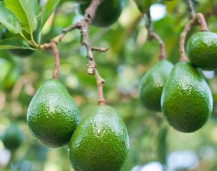 Medium Avocados 🥑
