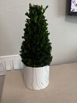 Preserved Boxwood Cone Topiary in Marble Pot