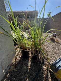 Sugar Cane 10gal