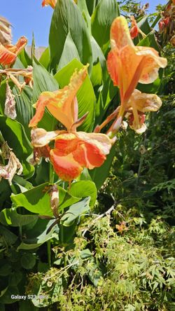 Canna Lilly, different sizes