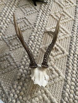 LOW PRICE MOVIN- SMALL ANTLER DECOR