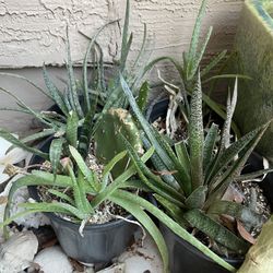 Assorted Cactus/Agave $10-$15 