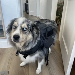 Dog Backpack 