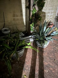 Two Big plant pots