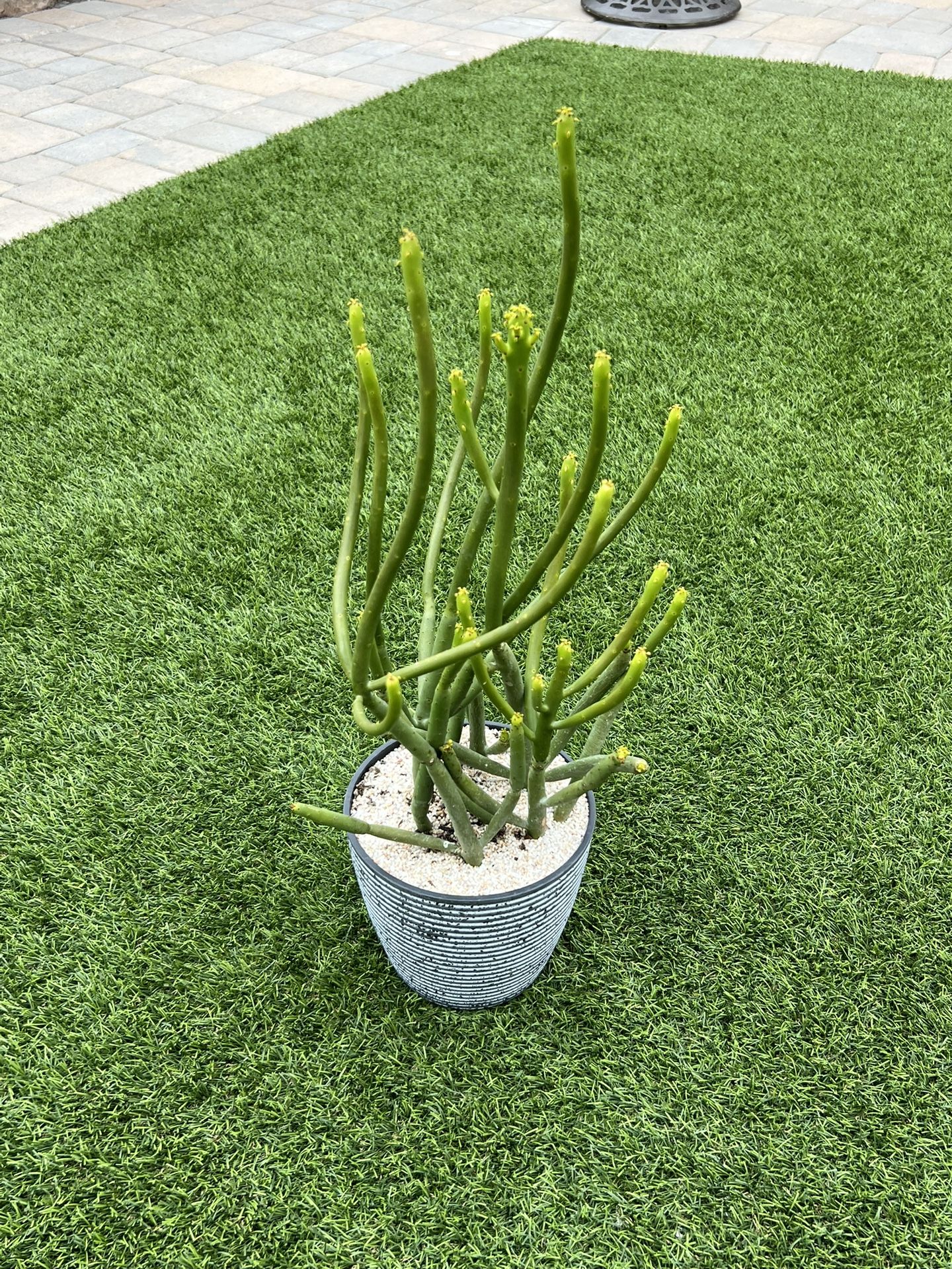 Euphorbia Alluaudii Drake “Candle Euphorbia”