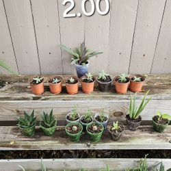Assorted  Plants And Succulents 