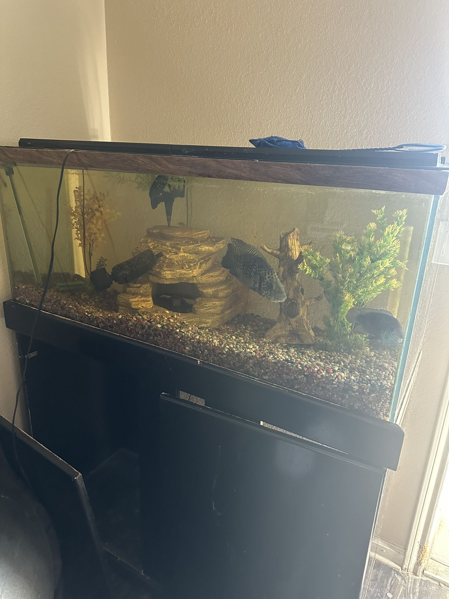 130+ Gallon Fish Rank