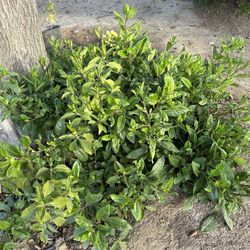 Hojas De Insulina
