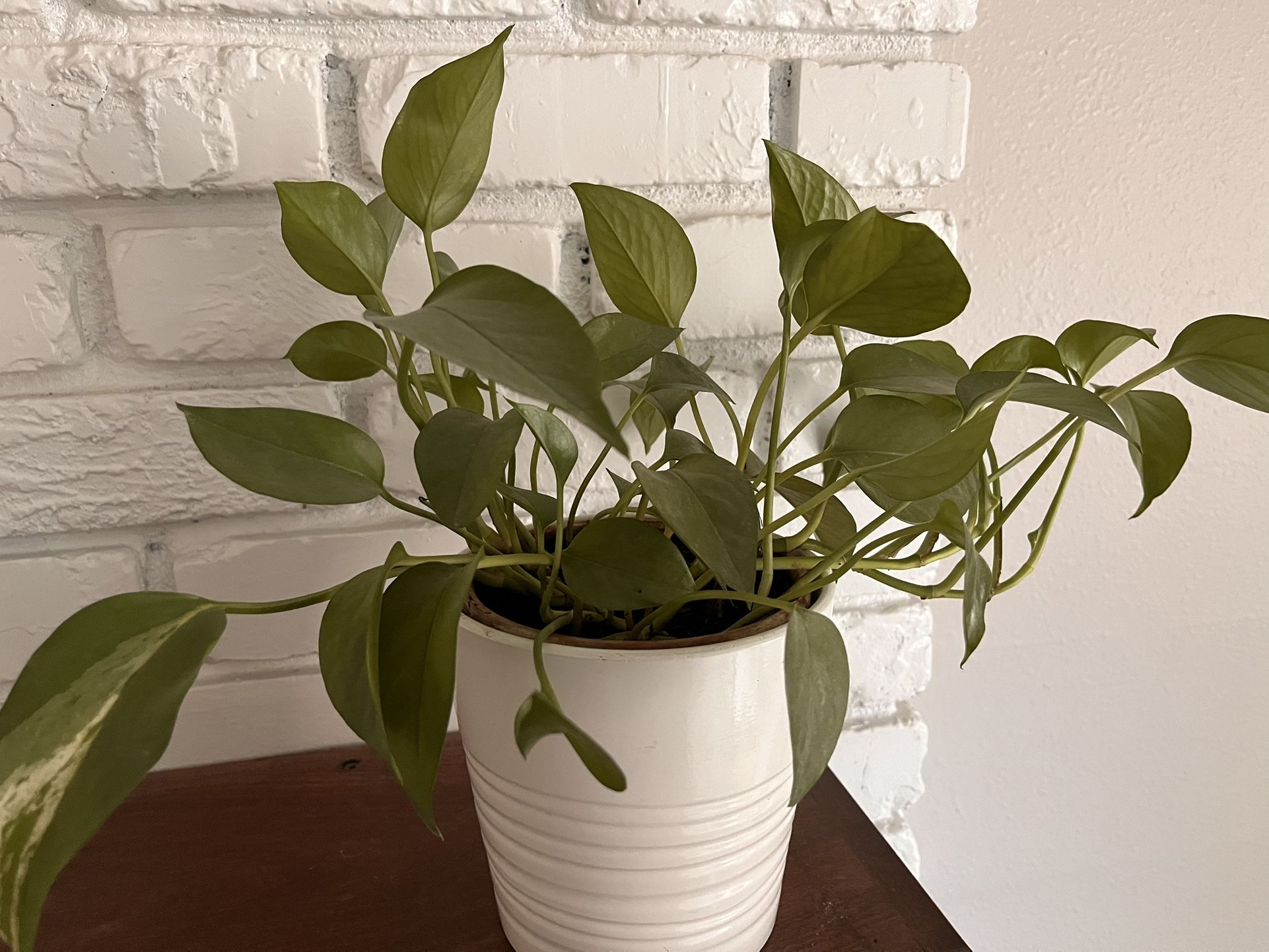 Pothos Jade