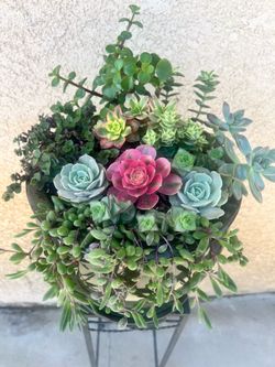 Succulent arrangement